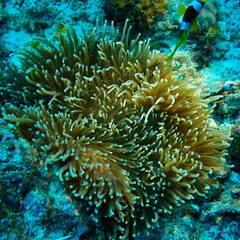 Heteractis crispa