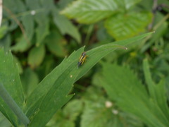Evacanthus interruptus