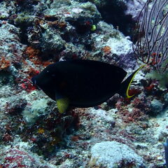 Acanthurus