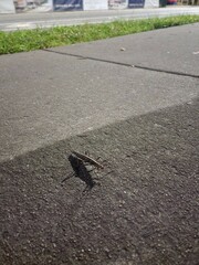 Anisomorpha buprestoides