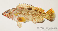 Starspotted Grouper photo 5