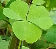 Oxalis grandis