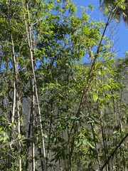 Fraxinus caroliniana