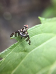 Procecidochares alani