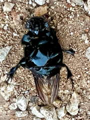 Phanaeus texensis