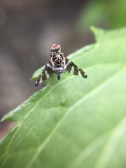 Procecidochares alani