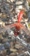 Erythrodiplax corallina