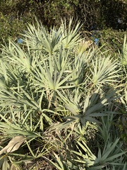 Serenoa repens