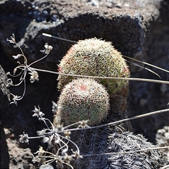 Echinocereus pectinatus pectinatus