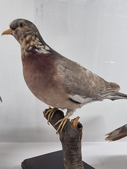 Columba palumbus maderensis