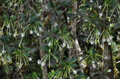 Posoqueria latifolia