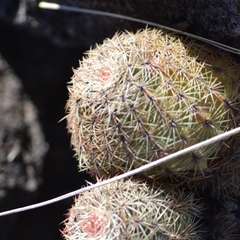 Echinocereus pectinatus pectinatus