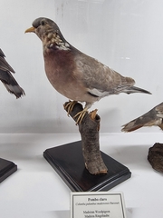 Columba palumbus maderensis