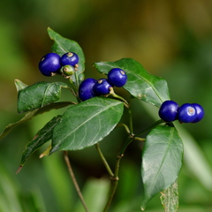 Psychotria brachyceras