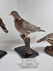 Columba palumbus maderensis