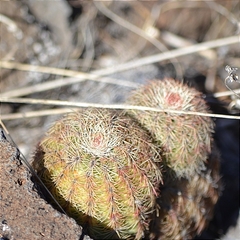 Echinocereus pectinatus pectinatus
