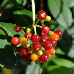 Psychotria carthagenensis
