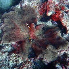 Stichodactyla mertensii