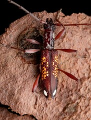 Coptocercus multitrichus