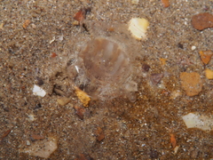 Edwardsia claparedii