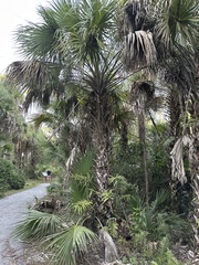 Sabal palmetto