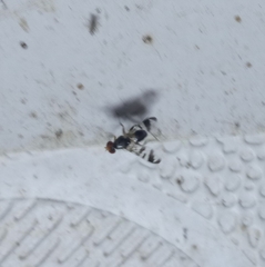 Ulidiidae