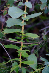 Hakea prostrata