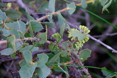 Hakea prostrata