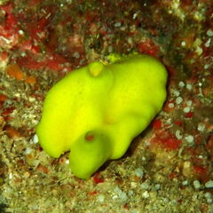 Calcarea