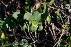 Hakea prostrata