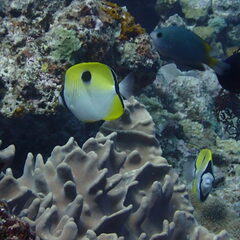 Chaetodon unimaculatus