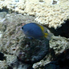 Pomacentrus lepidogenys