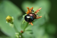Chrysolina varians