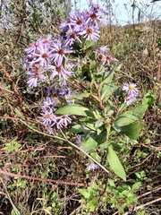 Symphyotrichum elliottii