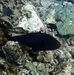 Scarus niger