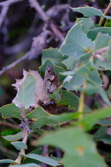 Hakea prostrata