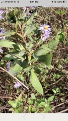 Symphyotrichum elliottii