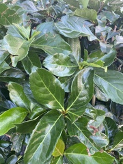 Citharexylum spinosum