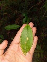 Cephaleuros lagerheimii