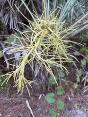 Sabal palmetto