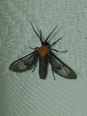 Saurita