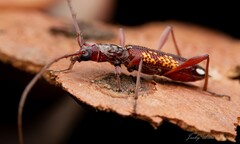 Coptocercus multitrichus