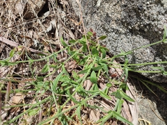 Wahlenbergia stricta