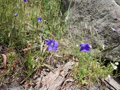 Wahlenbergia stricta