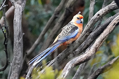 Platycercus elegans adelaidae