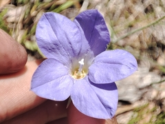 Wahlenbergia stricta