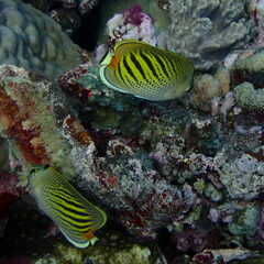 Chaetodon pelewensis