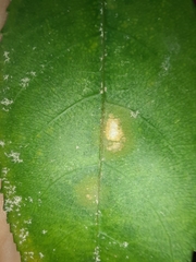 Cephaleuros lagerheimii