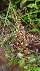 Scleria terrestris