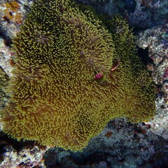 Heteractis magnifica